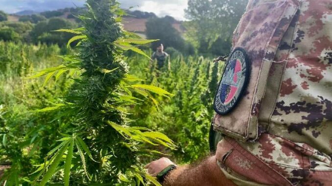 carabinieri scoprono piantagione di marijuana a Lula