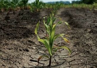 Agricoltura lo studio 5 lezioni dalla risposta al cambiamento climatico