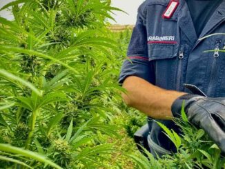 Borore (NU) - Maxi sequestro di marijuana eseguito dai Carabinieri. Arresto convalidato