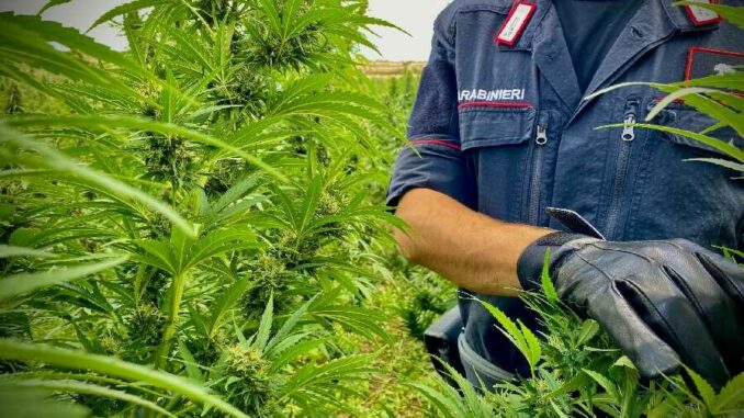 Borore (NU) - Maxi sequestro di marijuana eseguito dai Carabinieri. Arresto convalidato