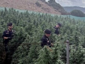 Sequestro coltivazione cannabis in Lula - Foto Carabinieri Comando Provinciale Nuoro