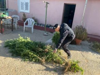 coltivazione di cannabis scoperta a Sestu