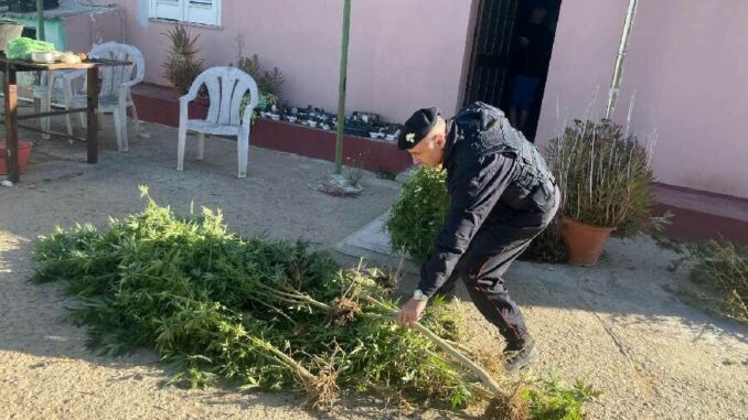 coltivazione di cannabis scoperta a Sestu