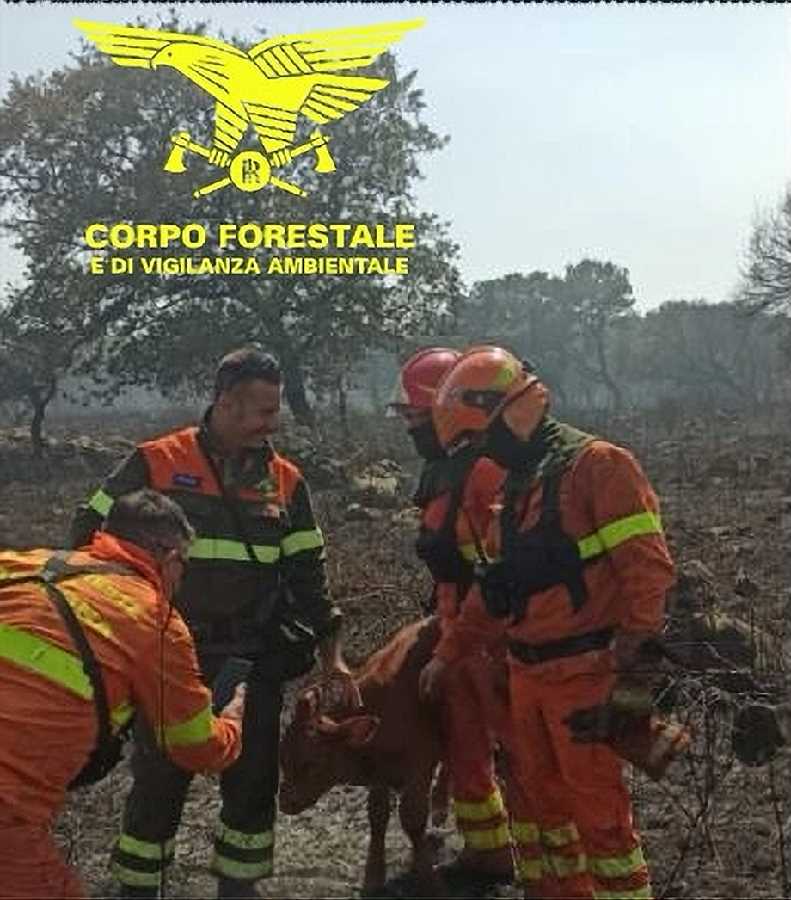 incendio di Sagama , salvato un piccolo vitello