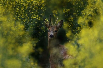 Foto di Steffi Wacker: https://www.pexels.com/it-it/foto/cervo-marrone-tra-i-fiori-2244297/