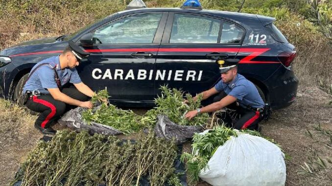 sequestro marijuana a tortolì