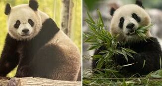 La Cina e lintramontabile diplomazia dei panda due nuovi arrivi negli Usa