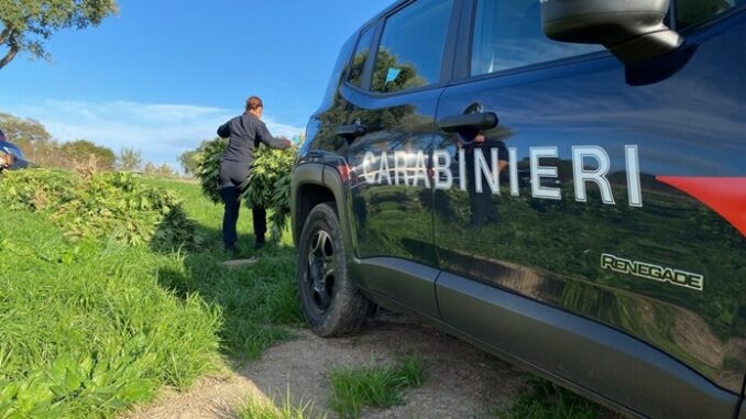 OROTELLI (NU) UN ARRESTO ED UNA DENUNCIA DEI CARABINIERI PER COLTIVAZIONE DI STUPEFACENTI