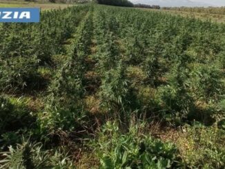 piantagione di marijuana a Sanluri