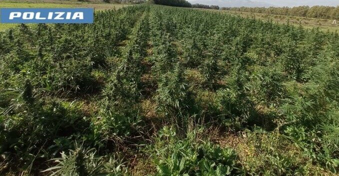 piantagione di marijuana a Sanluri