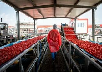 Pomodoro Mutti eroga 7 mln di incentivi a filiera agricola nellannata piu difficile di sempre