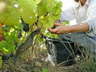 Servizio civile agricolo oggi esce il bando quali sono le prime informazioni