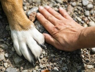 corso gratuito per proprietari di cani