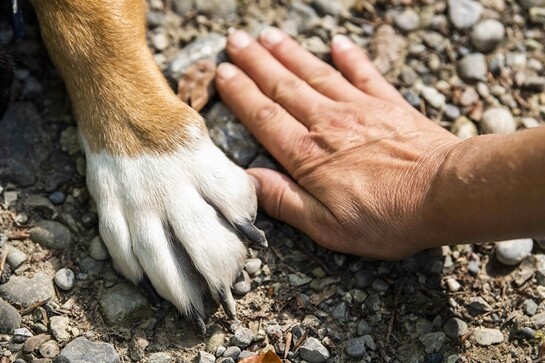 corso gratuito per proprietari di cani