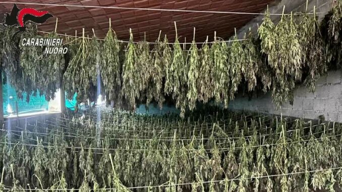 maxi sequestro di marijuana a bortigali in provincia di nuoro