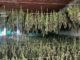 maxi sequestro di marijuana a bortigali in provincia di nuoro