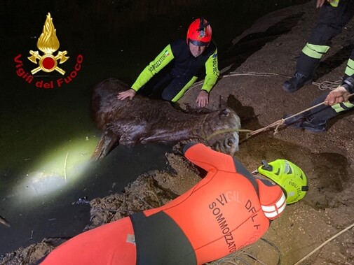 Salvataggio di un cavallo caduto in un vascone di irrigazione a Pula